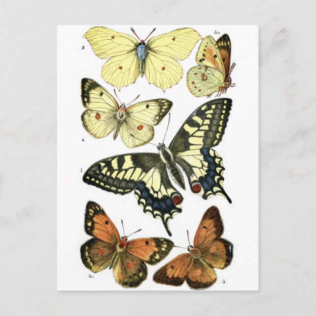 Postal Mariposas (Anverso)