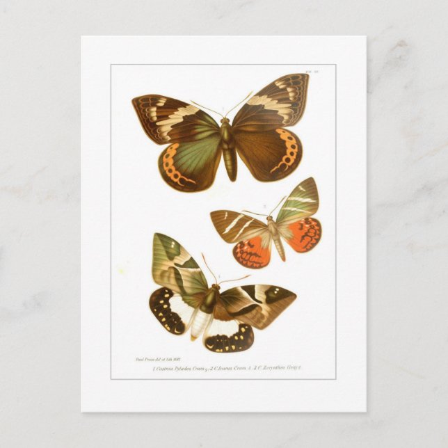Postal Mariposas (Anverso)