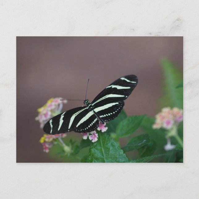 Postal mariposas (Anverso)