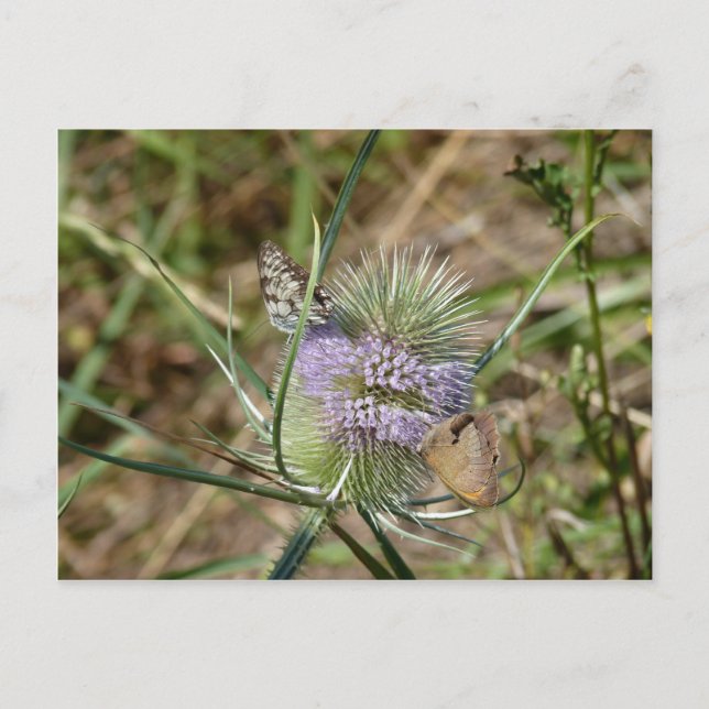 Postal Mariposas (Anverso)