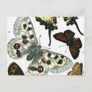 Postal Mariposas