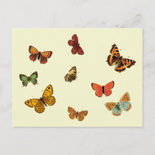 Postal Mariposas