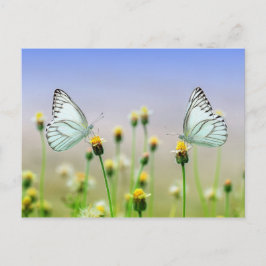 Postal Mariposas
