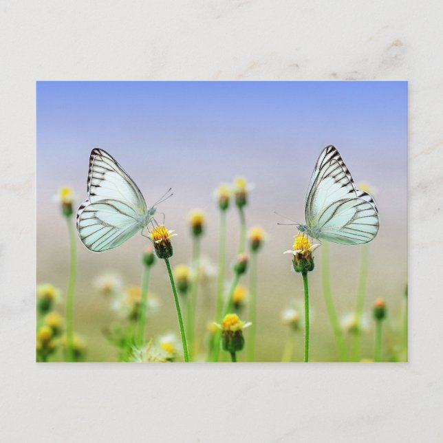 Postal Mariposas (Anverso)