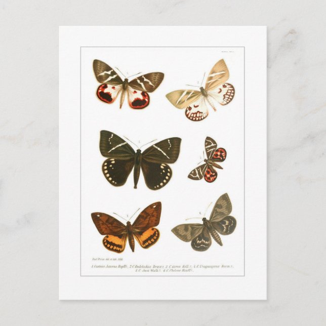 Postal Mariposas (Anverso)