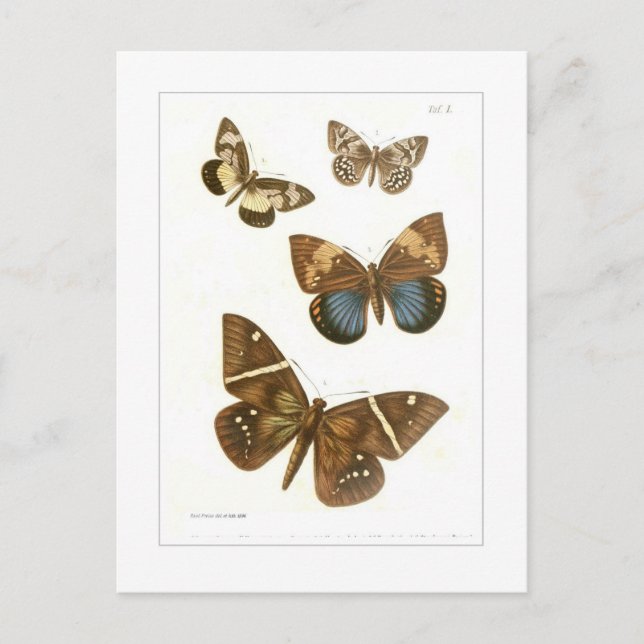 Postal Mariposas (Anverso)