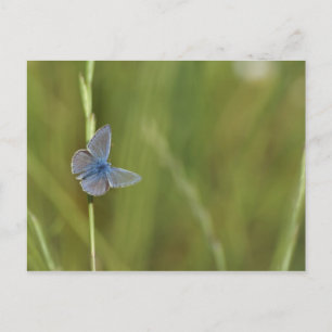 Postal mariposas