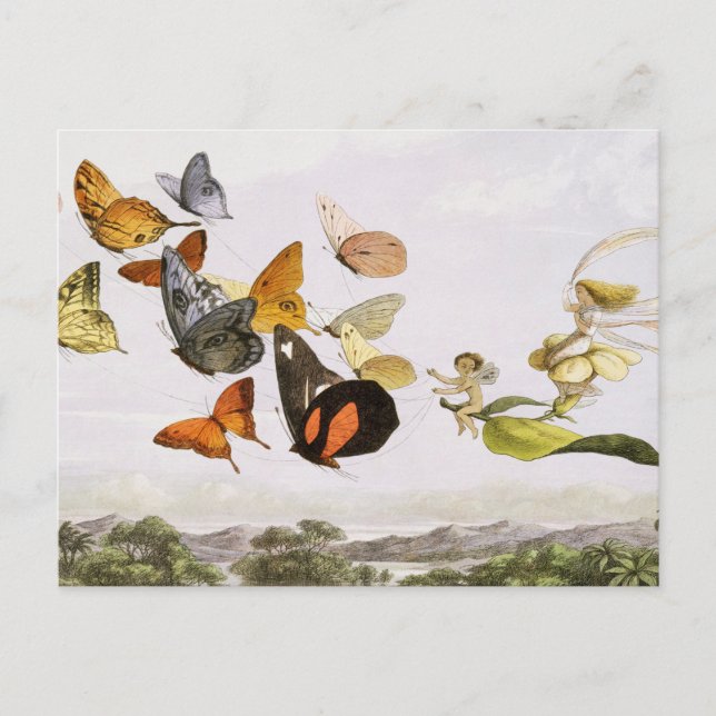 Postal Mariposas antiguas y arte de Ilustracion antiguo (Anverso)