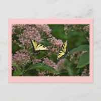 Mariposas de cola de toro de tigre en Joe Pye Weed