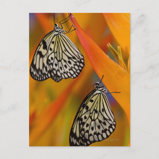 Postal Mariposas de cometa de papel (Idea leuconoe) en fl (Anverso)