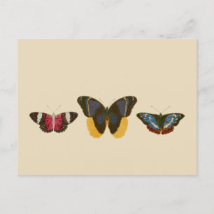 Postal Mariposas de época