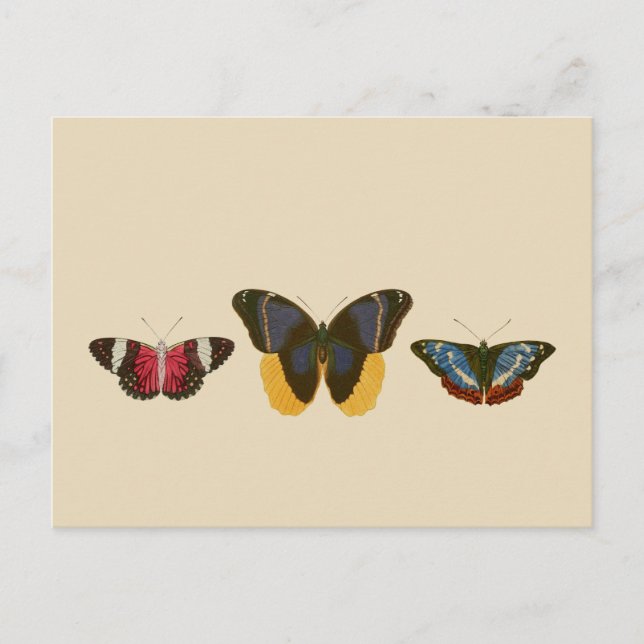 Postal Mariposas de época (Anverso)