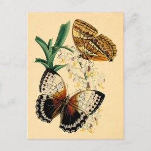 Postal Mariposas de época