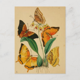 Postal Mariposas de jardín vintage hermosas