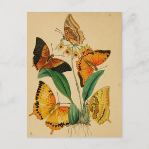 Postal Mariposas de jardín vintage hermosas
