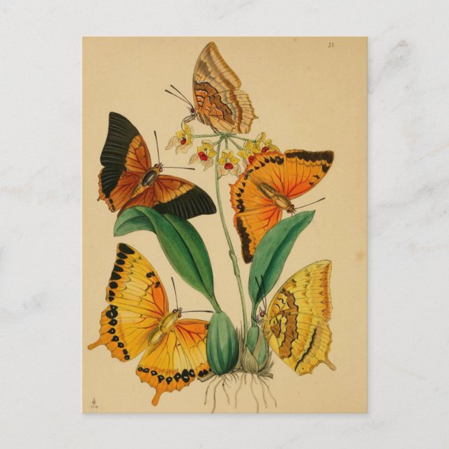 Postal Mariposas de jardín vintage hermosas (Anverso)