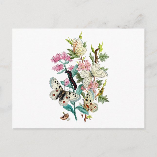 Postal Mariposas de verano (Anverso)