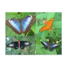 Mariposas del mundo