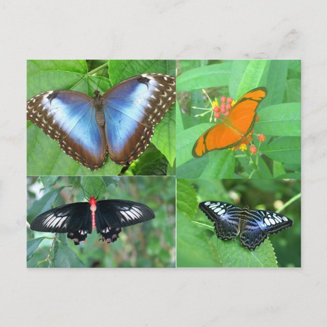 Postal Mariposas del mundo (Anverso)