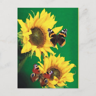 Postal Mariposas del verano 2