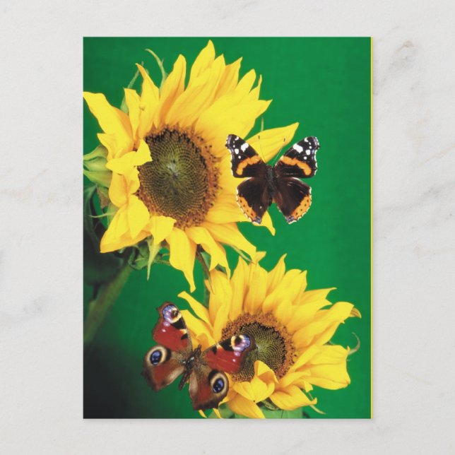 Postal Mariposas del verano 2 (Anverso)