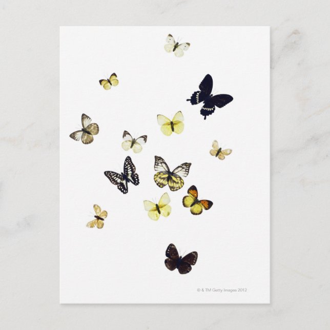 Postal Mariposas disparadas de blanco (Anverso)