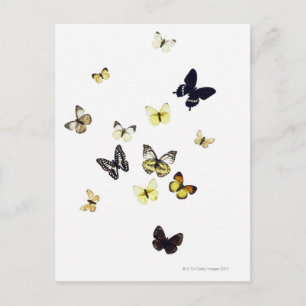 Postal Mariposas disparadas de blanco