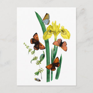 Postal Mariposas e iris amarillo