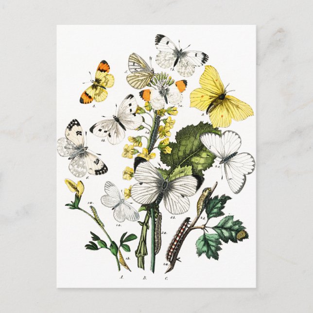 Postal Mariposas europeas antiguas (Anverso)