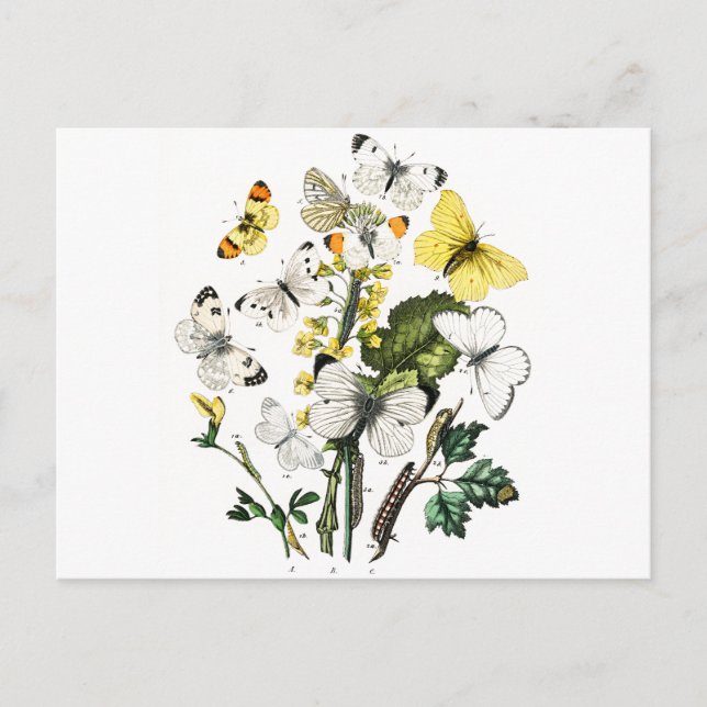 Postal Mariposas europeas antiguas (Anverso)