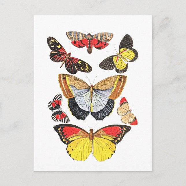 Postal Mariposas, fondo transparente, (Anverso)