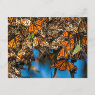 Postal Mariposas monarca migratorias se aferran a las hoj