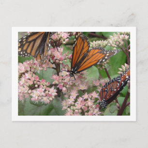 Postal Mariposas monarcas