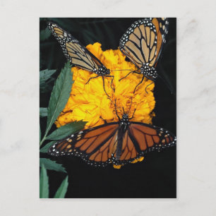 Postal Mariposas monarcas alimentando