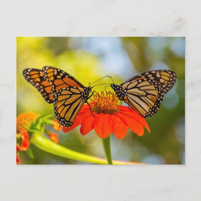 Postal Mariposas monarcas en flores silvestres (Anverso)