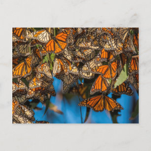 Postal Mariposas monarcas migratorias aferradas a hojas
