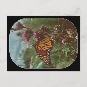 Postal mariposas naranja