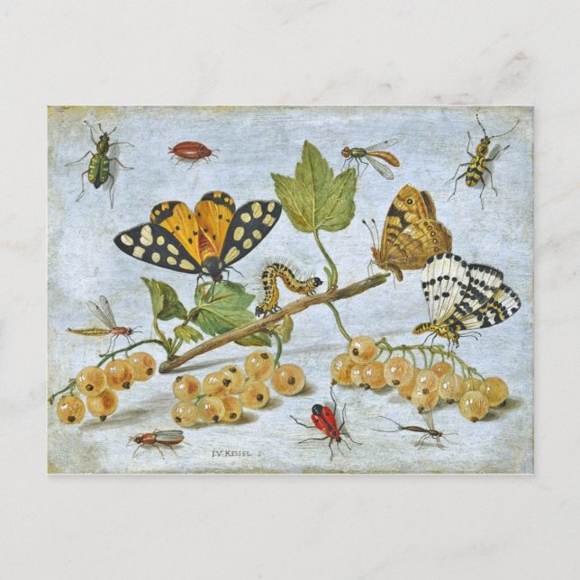 Postal Mariposas, oruga y frutas (Anverso)