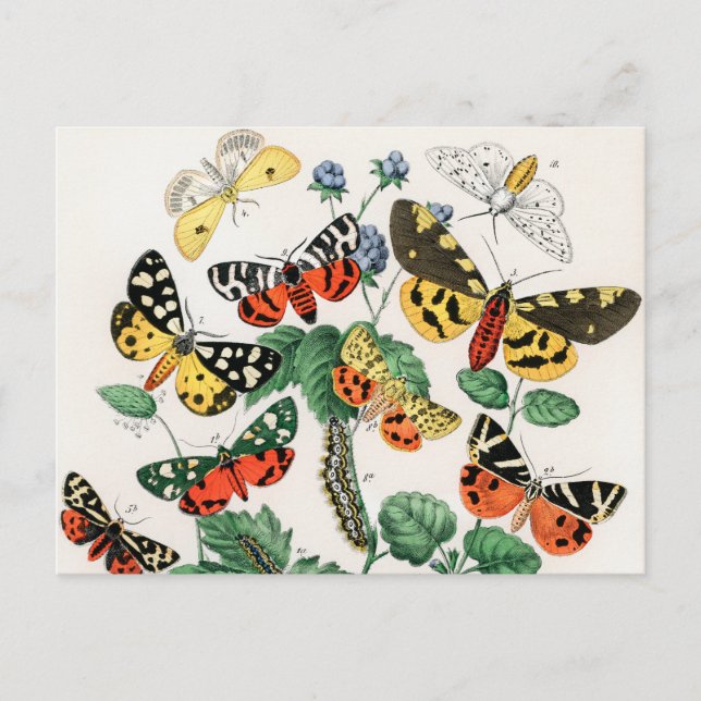 Postal Mariposas, orugas de William Forsell Kirby (Anverso)