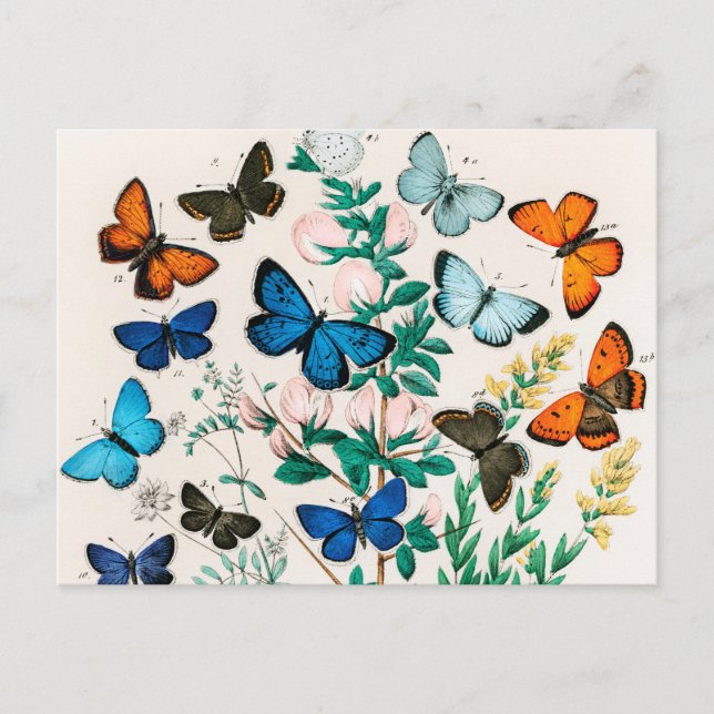 Postal Mariposas, orugas de William Forsell Kirby (Anverso)
