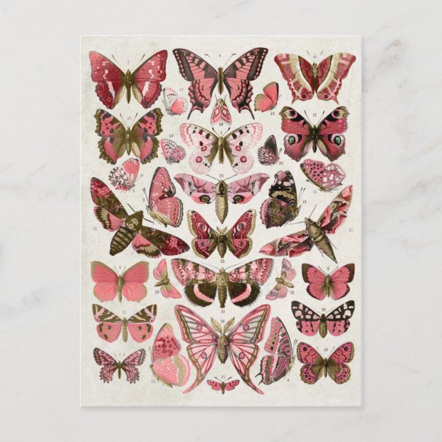 Postal Mariposas rosadas antiguas (Anverso)