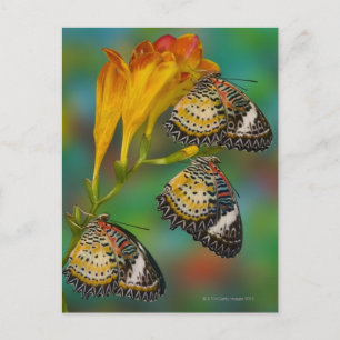 Postal Mariposas tropicales leopardo lactando (Cethosia)