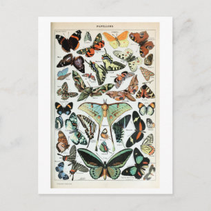 Postal Mariposas vintage del mundo