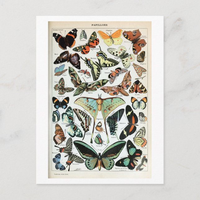 Postal Mariposas vintage del mundo (Anverso)