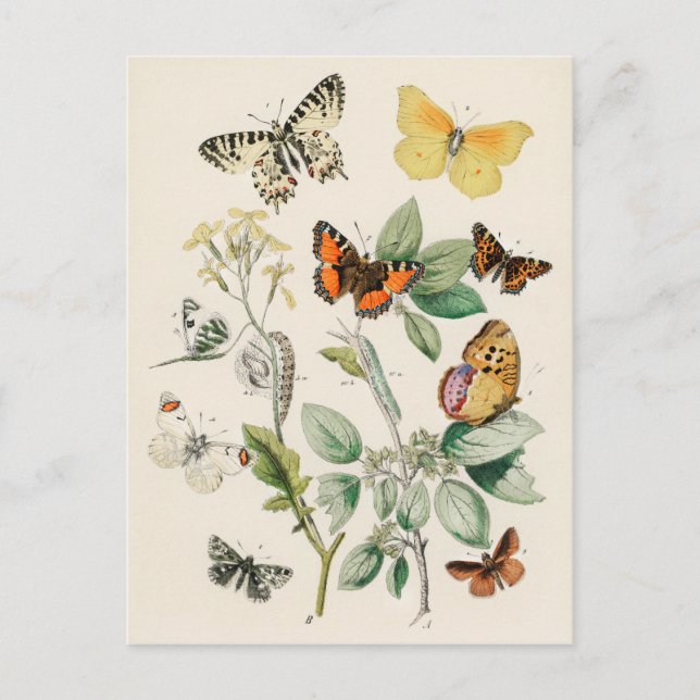 Postal Mariposas - William Forsell Kirby (Anverso)