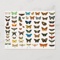 Mariposas y polillas, Ilustracion vintage
