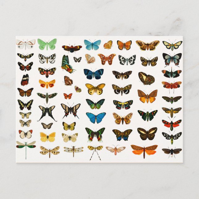 Postal Mariposas y polillas, Ilustracion vintage (Anverso)