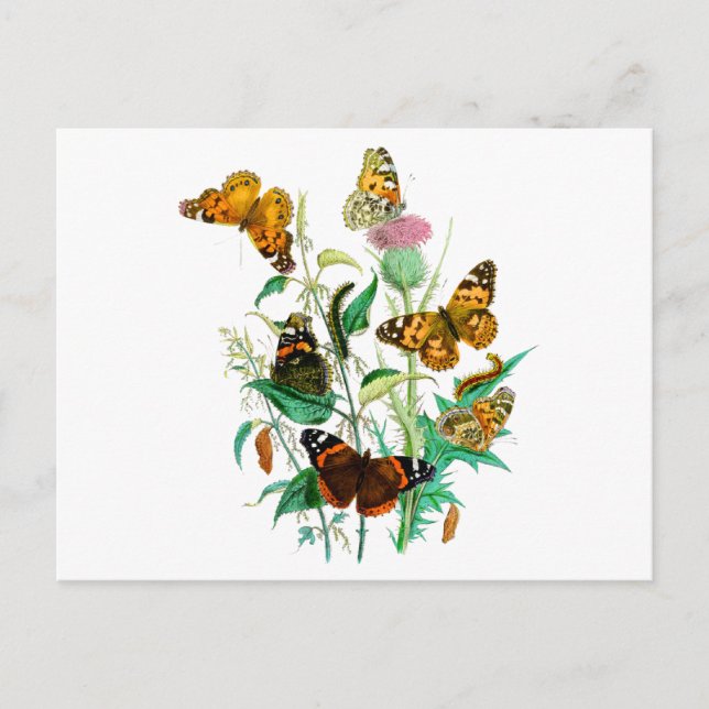 Postal Mariposas y silbidos (Anverso)