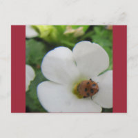 Mariquita