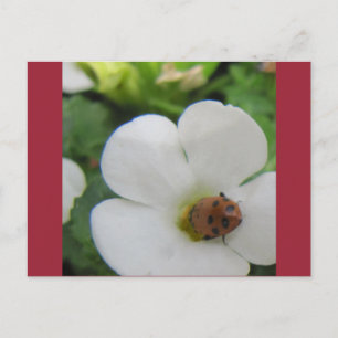 Postal Mariquita